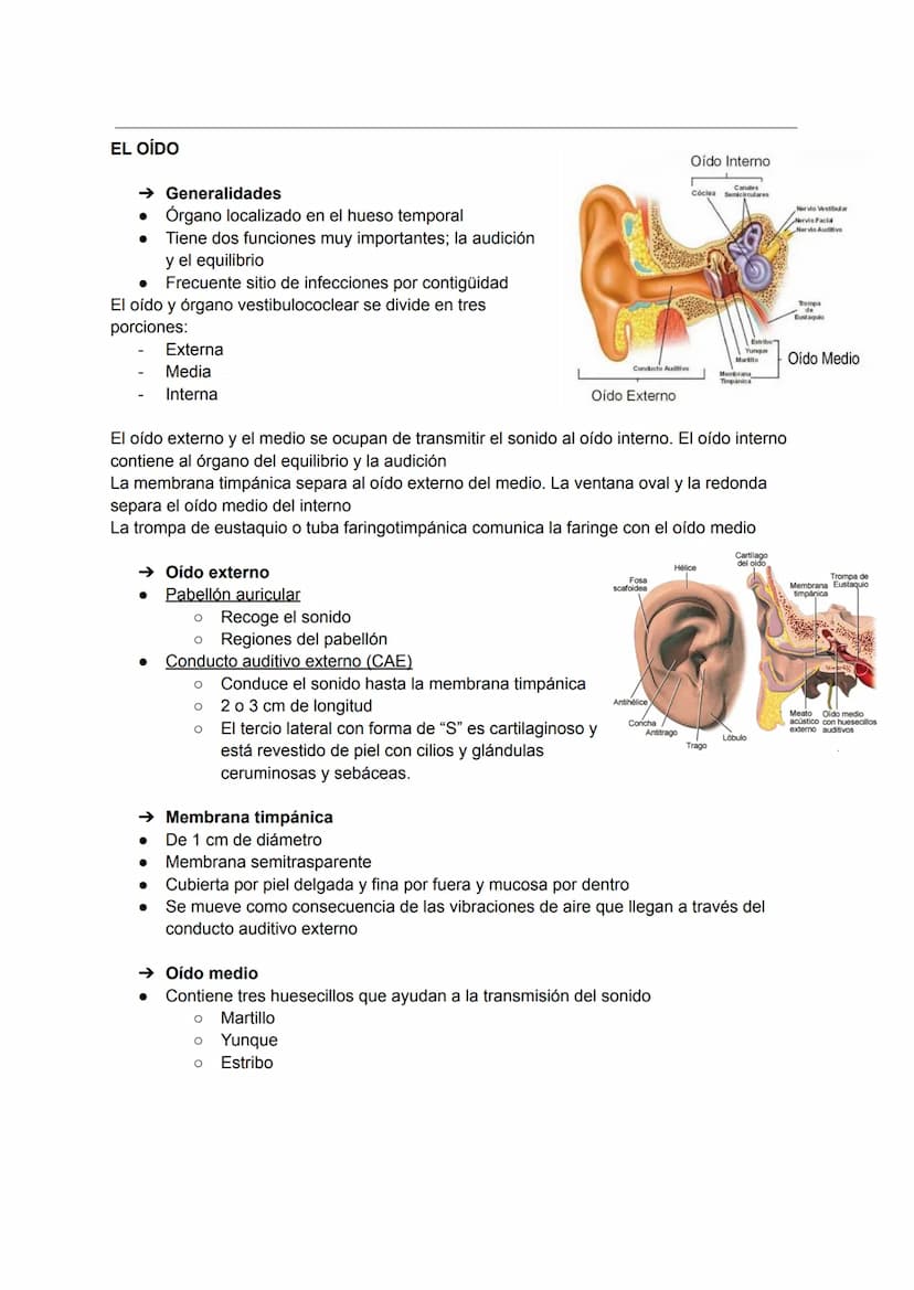 EL OJO:
TEMA 12: ÓRGANO DE LOS SENTIDOS
→ Huesos de la órbita
●
Canal optico
Etmoides
Esfenoides
Cigomático
Palatino-
→ Estructuras accesori