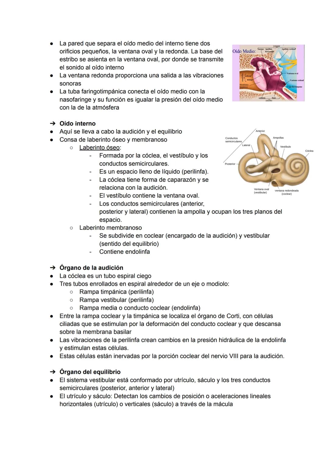 EL OJO:
TEMA 12: ÓRGANO DE LOS SENTIDOS
→ Huesos de la órbita
●
Canal optico
Etmoides
Esfenoides
Cigomático
Palatino-
→ Estructuras accesori