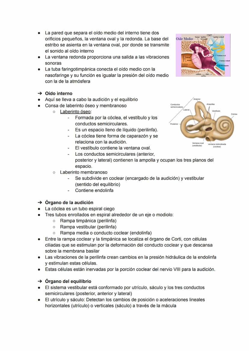 EL OJO:
TEMA 12: ÓRGANO DE LOS SENTIDOS
→ Huesos de la órbita
●
Canal optico
Etmoides
Esfenoides
Cigomático
Palatino-
→ Estructuras accesori