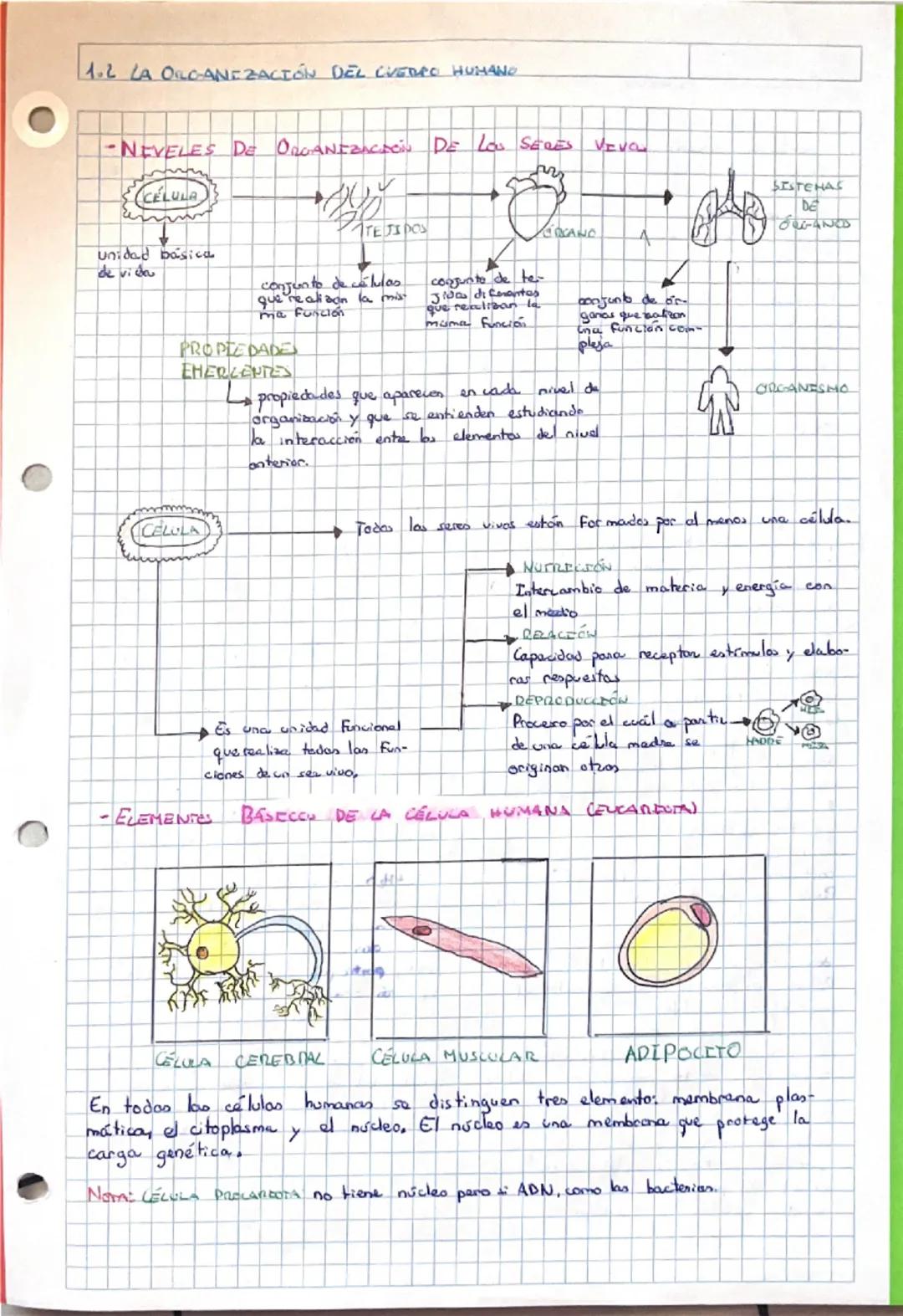 El Cuerpo Humano y su Organización - Biología 3ESO