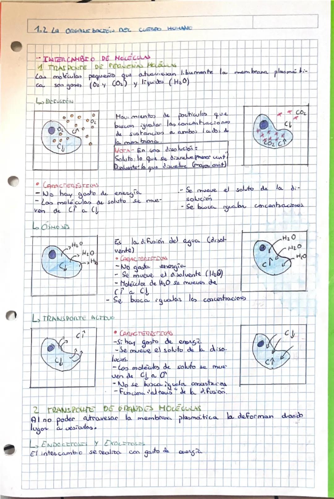 # 1.1 LA ORGANIZACION DEL CUERPO HUMANO

-NIVELES DE ORGANIZACION DE LOS SERES VIVOS

CELULA

unidad basica
de vida

TEJIDOS

conjunto de ce