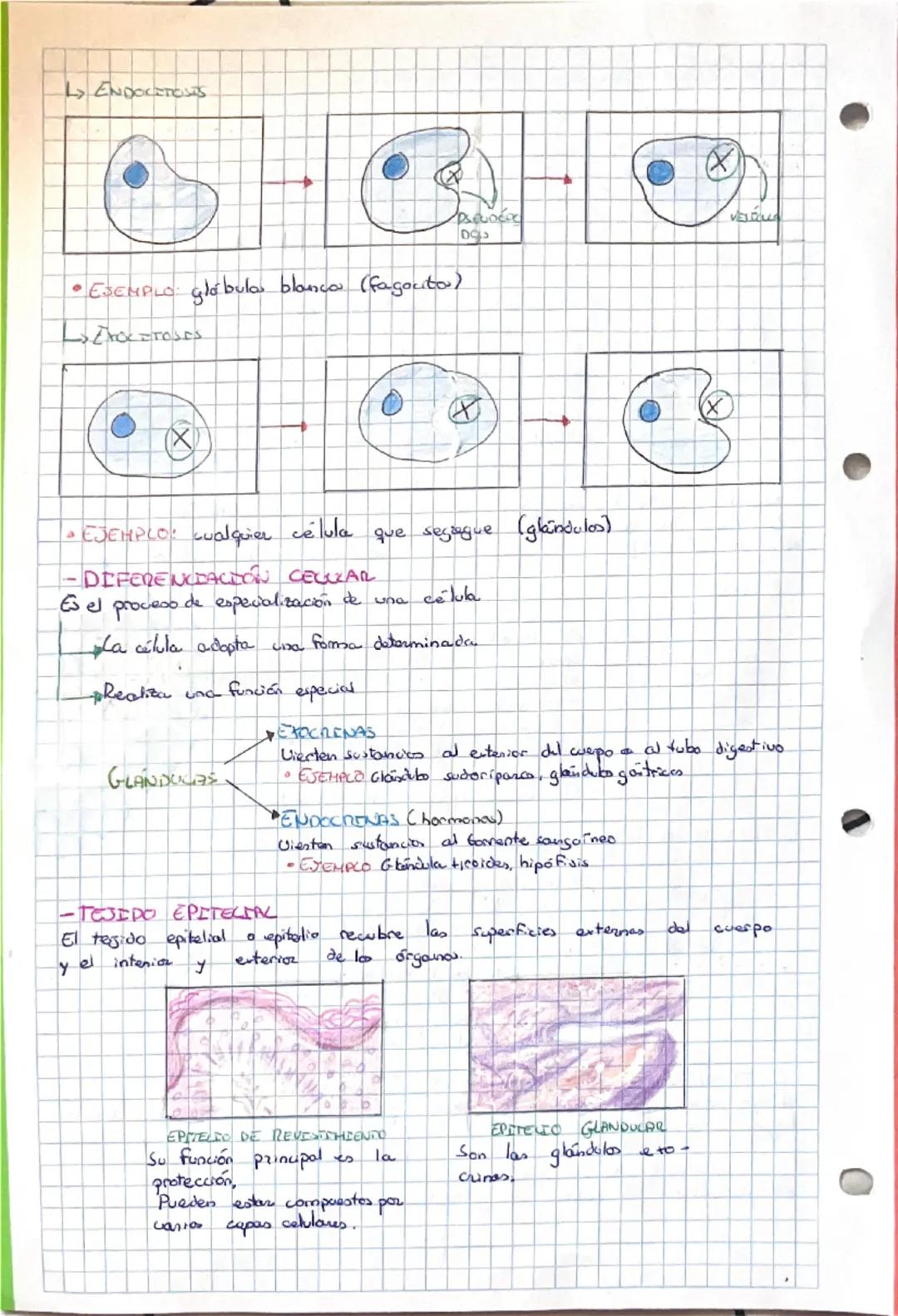 # 1.1 LA ORGANIZACION DEL CUERPO HUMANO

-NIVELES DE ORGANIZACION DE LOS SERES VIVOS

CELULA

unidad basica
de vida

TEJIDOS

conjunto de ce