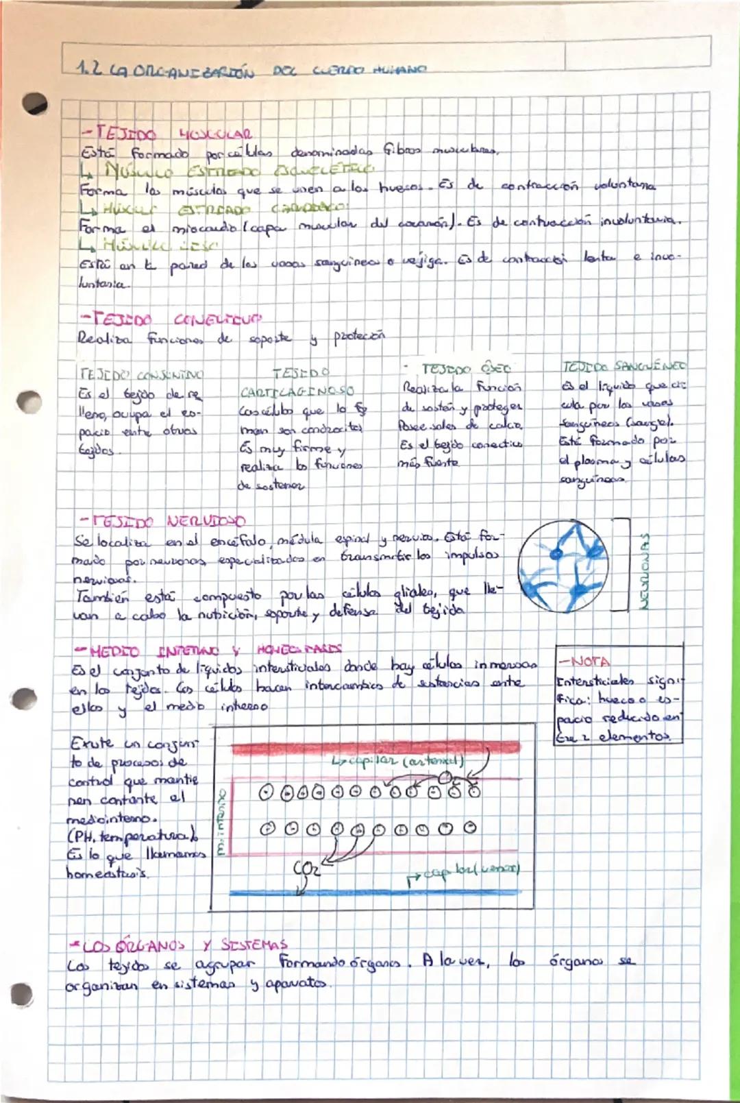 # 1.1 LA ORGANIZACION DEL CUERPO HUMANO

-NIVELES DE ORGANIZACION DE LOS SERES VIVOS

CELULA

unidad basica
de vida

TEJIDOS

conjunto de ce