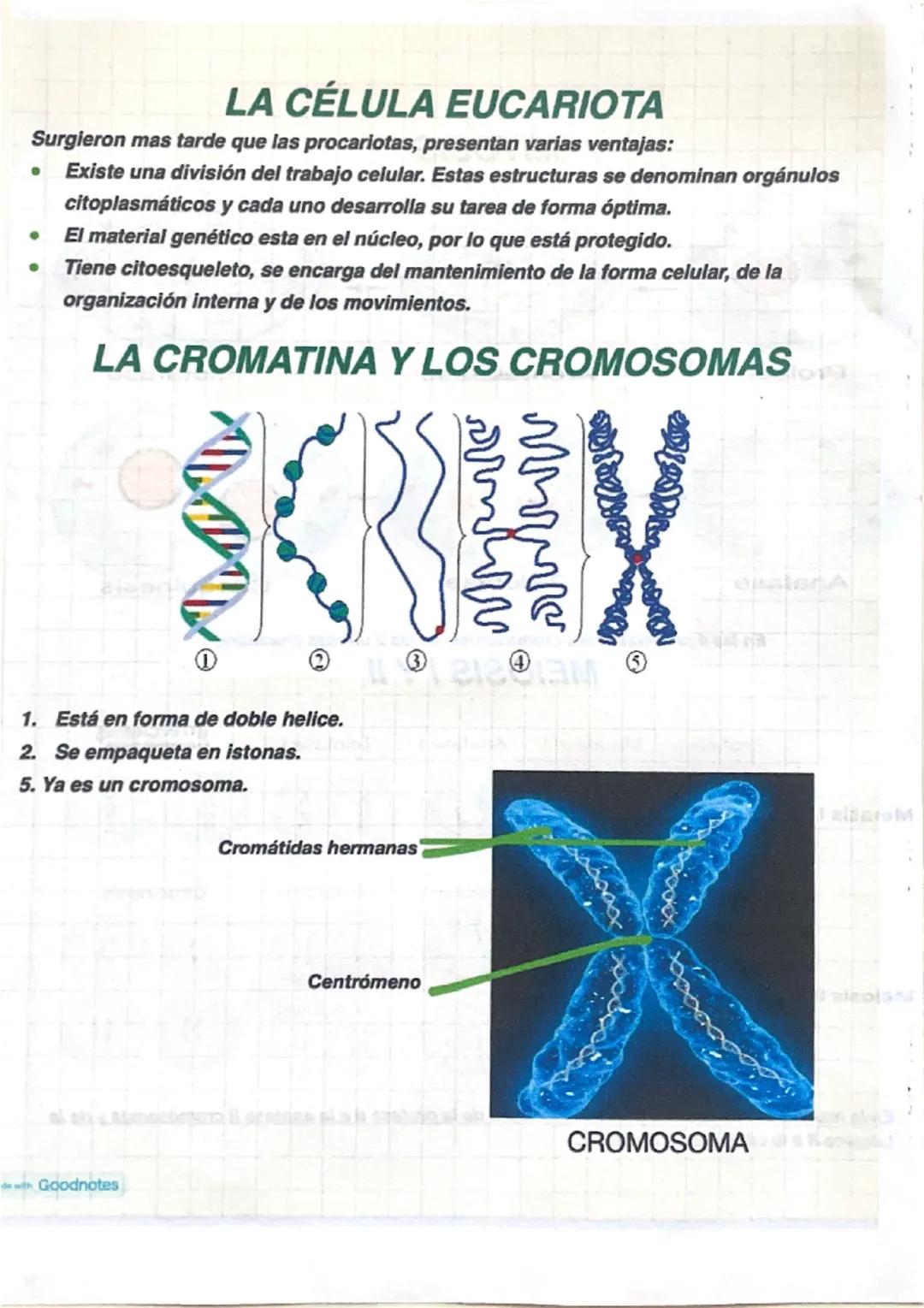 # LA CÉLULA: ESTRUCTURA Y FUNCIONES
En 1838 el botánico Mathias y el zoólogo Theodor enunciaron la teoría celular.
## LA TEORÍA CELULAR
- To