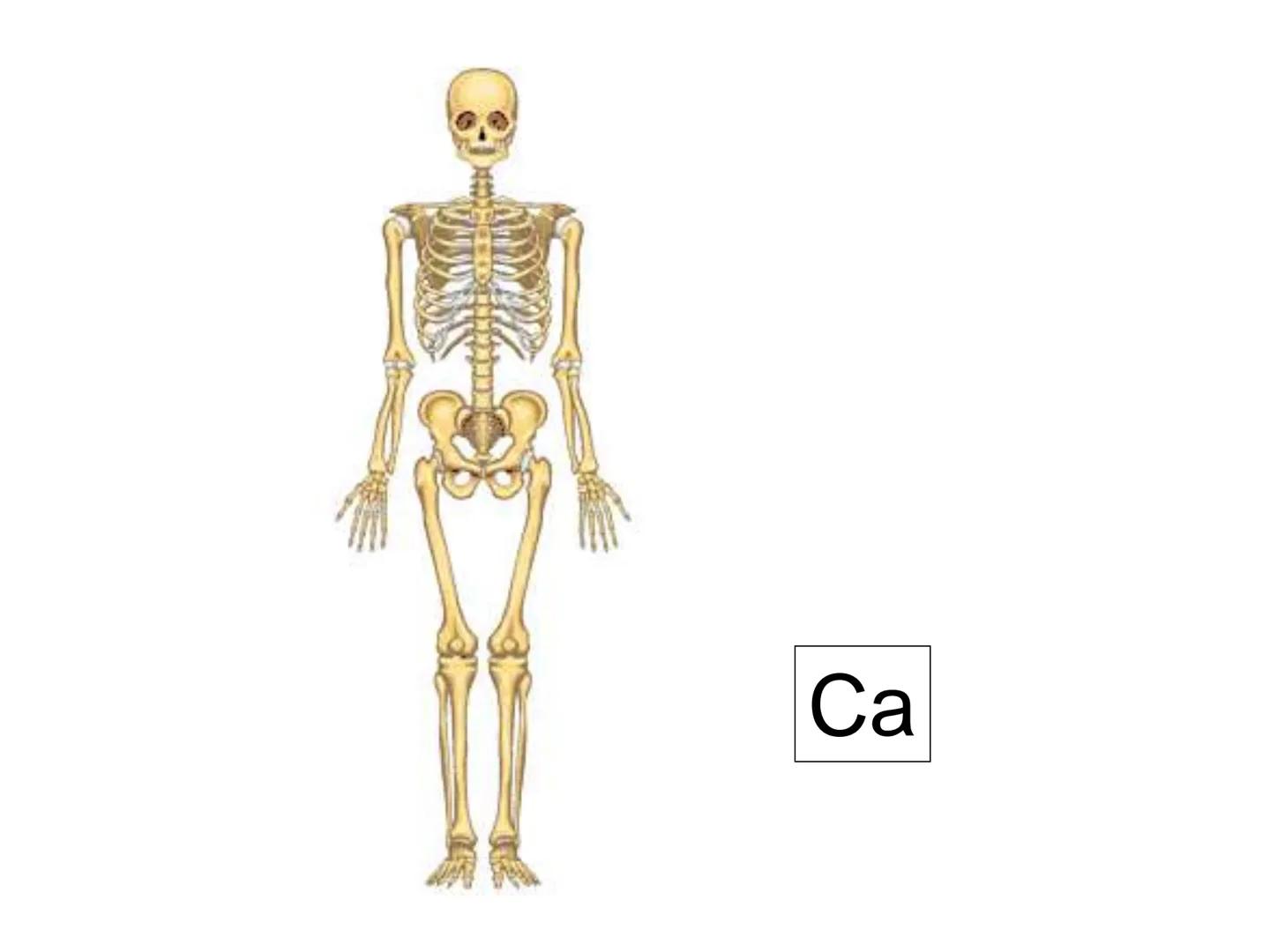TEMA 1. LOS SERES VIVOS:
COMPOSICIÓN Y FUNCIÓN.
1. Características diferenciales de los seres
vivos
2. Unidad química
3. Agua y sales minera