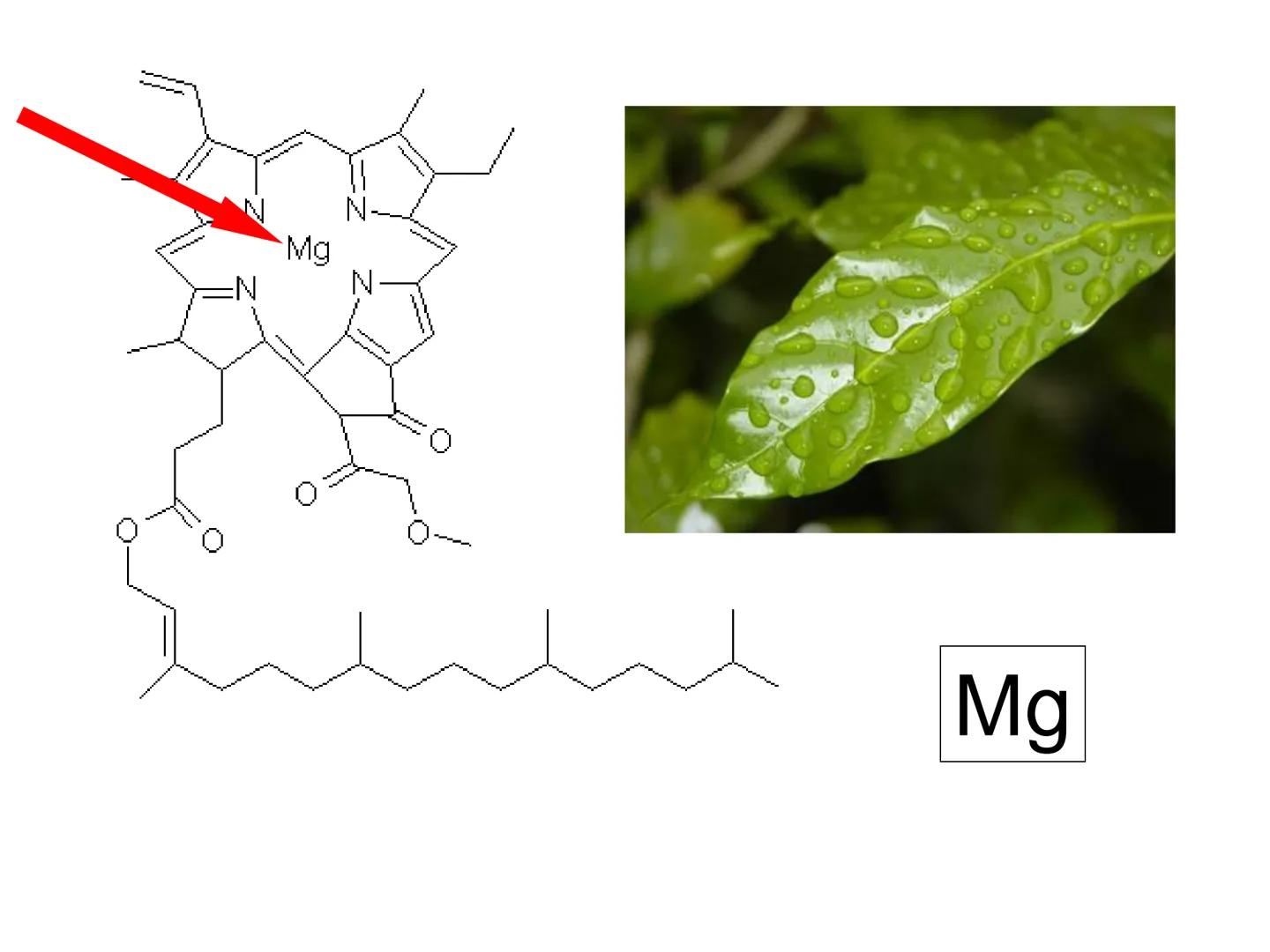 TEMA 1. LOS SERES VIVOS:
COMPOSICIÓN Y FUNCIÓN.
1. Características diferenciales de los seres
vivos
2. Unidad química
3. Agua y sales minera