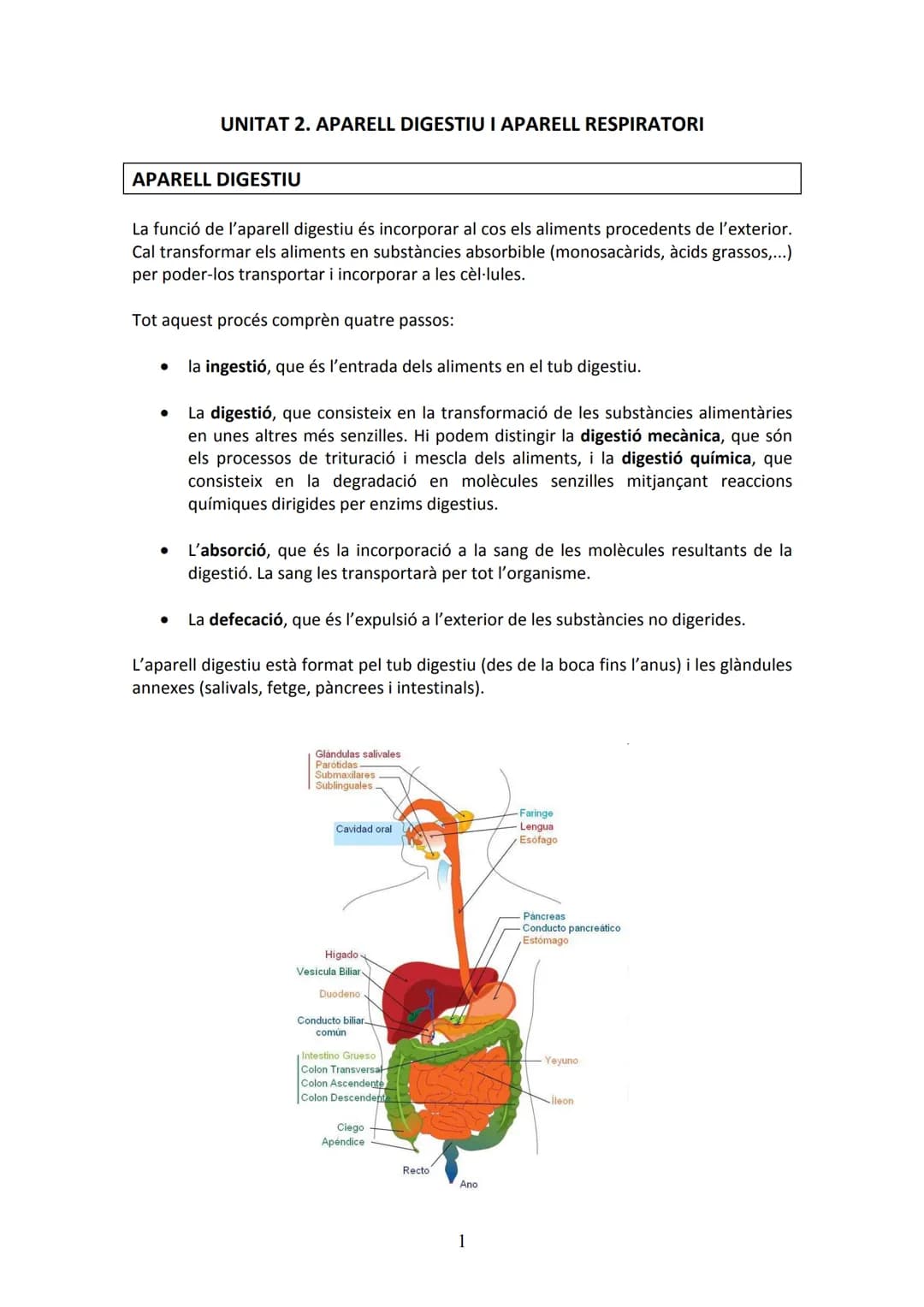APARELL DIGESTIU
UNITAT 2. APARELL DIGESTIU I APARELL RESPIRATORI
La funció de l'aparell digestiu és incorporar al cos els aliments proceden