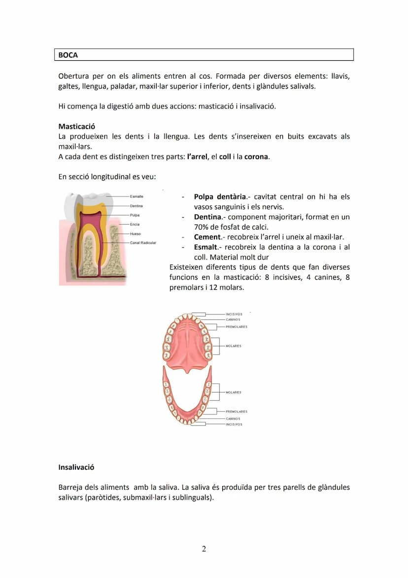 APARELL DIGESTIU
UNITAT 2. APARELL DIGESTIU I APARELL RESPIRATORI
La funció de l'aparell digestiu és incorporar al cos els aliments proceden