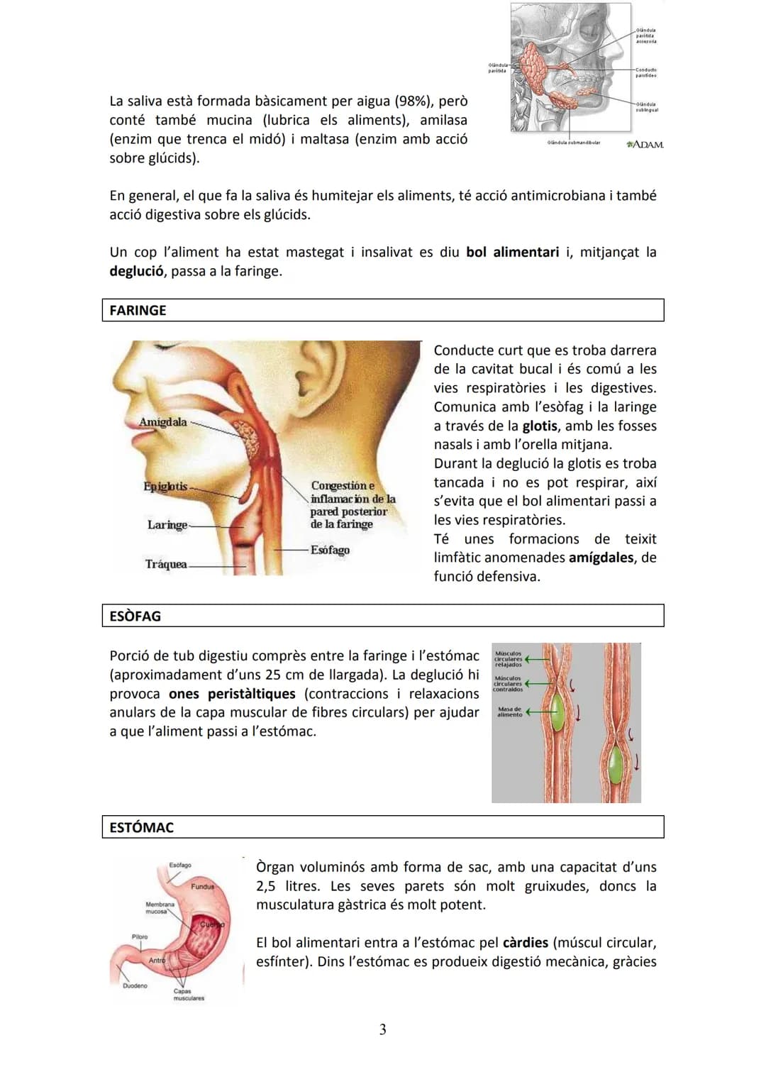 APARELL DIGESTIU
UNITAT 2. APARELL DIGESTIU I APARELL RESPIRATORI
La funció de l'aparell digestiu és incorporar al cos els aliments proceden