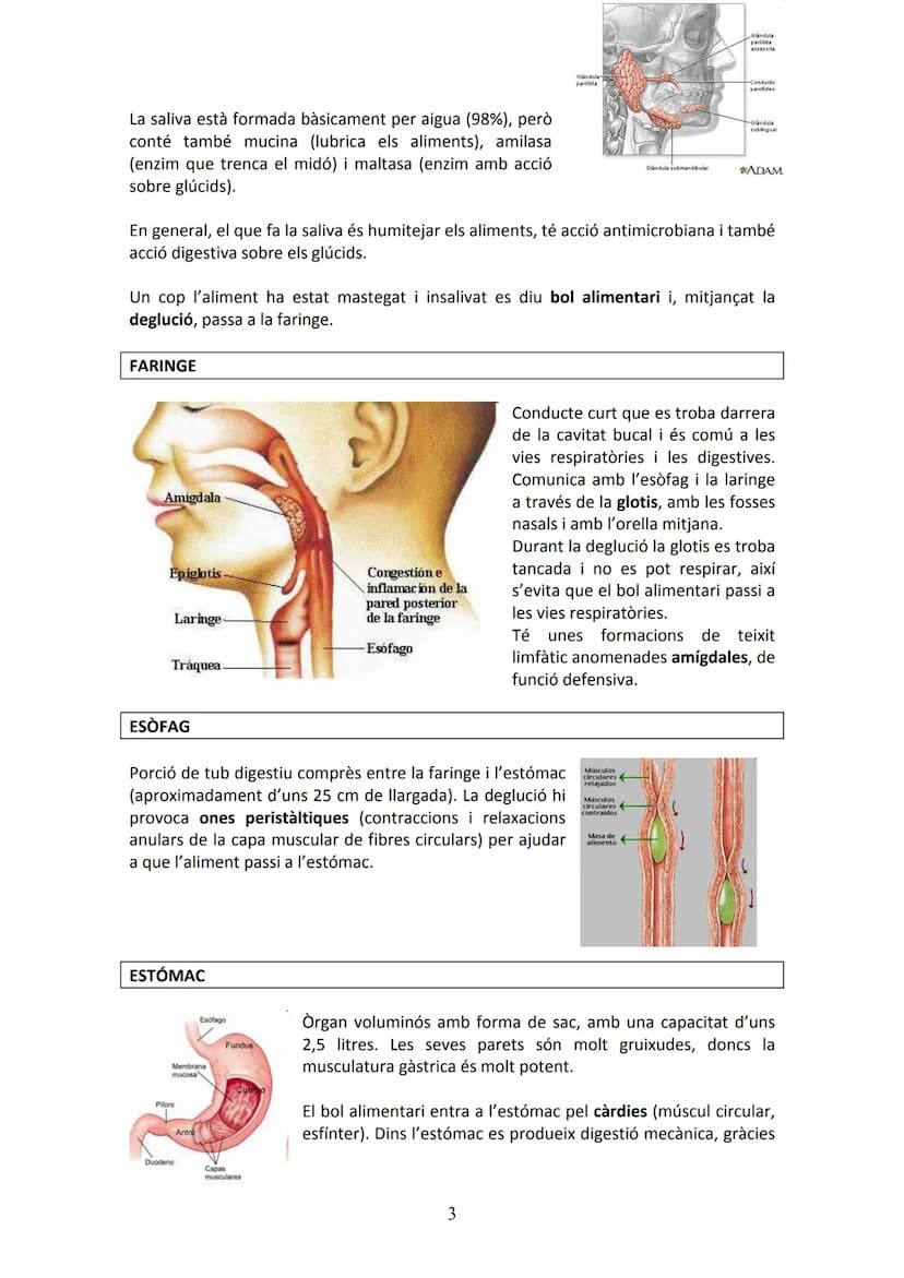 APARELL DIGESTIU
UNITAT 2. APARELL DIGESTIU I APARELL RESPIRATORI
La funció de l'aparell digestiu és incorporar al cos els aliments proceden