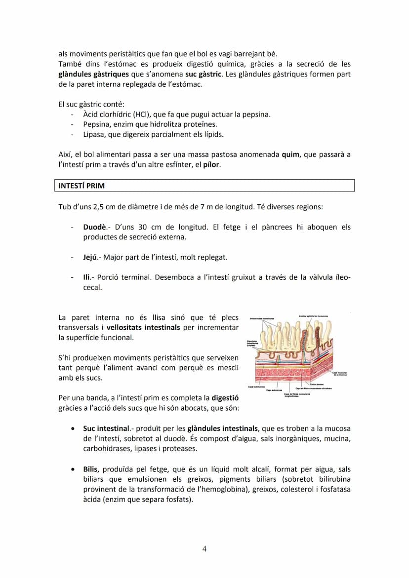 APARELL DIGESTIU
UNITAT 2. APARELL DIGESTIU I APARELL RESPIRATORI
La funció de l'aparell digestiu és incorporar al cos els aliments proceden