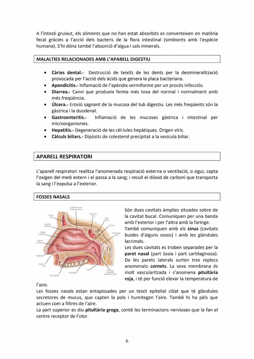 APARELL DIGESTIU
UNITAT 2. APARELL DIGESTIU I APARELL RESPIRATORI
La funció de l'aparell digestiu és incorporar al cos els aliments proceden