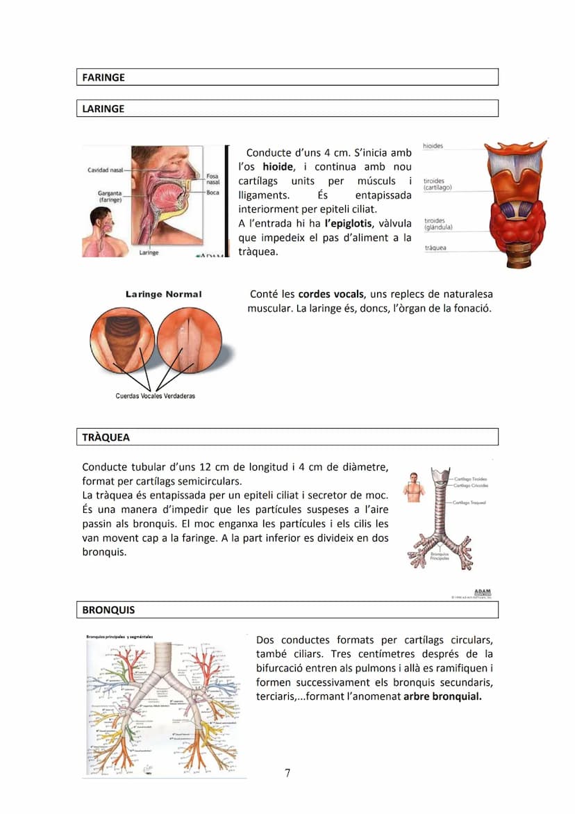 APARELL DIGESTIU
UNITAT 2. APARELL DIGESTIU I APARELL RESPIRATORI
La funció de l'aparell digestiu és incorporar al cos els aliments proceden