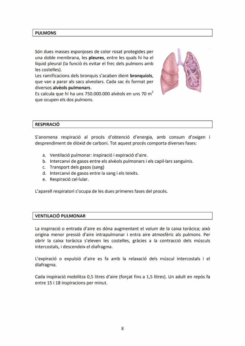 APARELL DIGESTIU
UNITAT 2. APARELL DIGESTIU I APARELL RESPIRATORI
La funció de l'aparell digestiu és incorporar al cos els aliments proceden