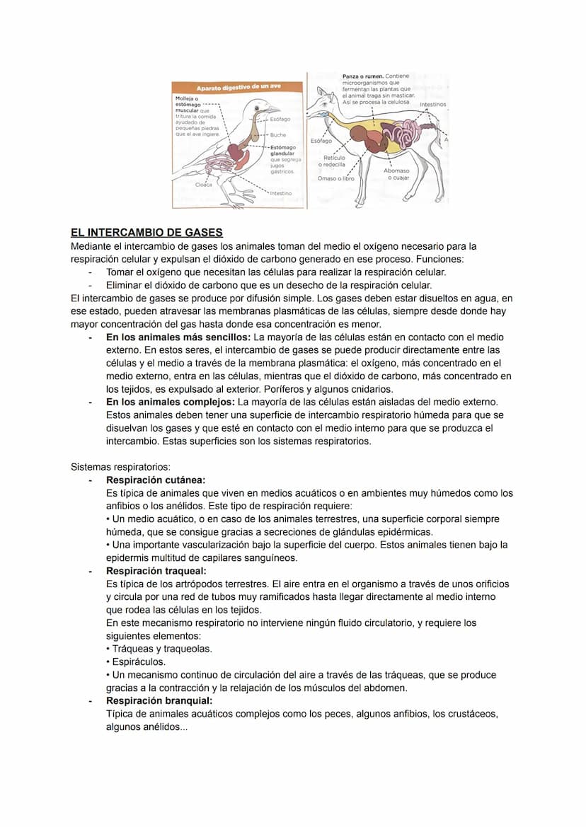 ÍNDICE
NUTRICIÓN:
• Intercambio de materia con el medio.
• Digestión.
• Intercambio de gases.
• Circulación.
• Excreción.
INGESTIÓN:
• Activ