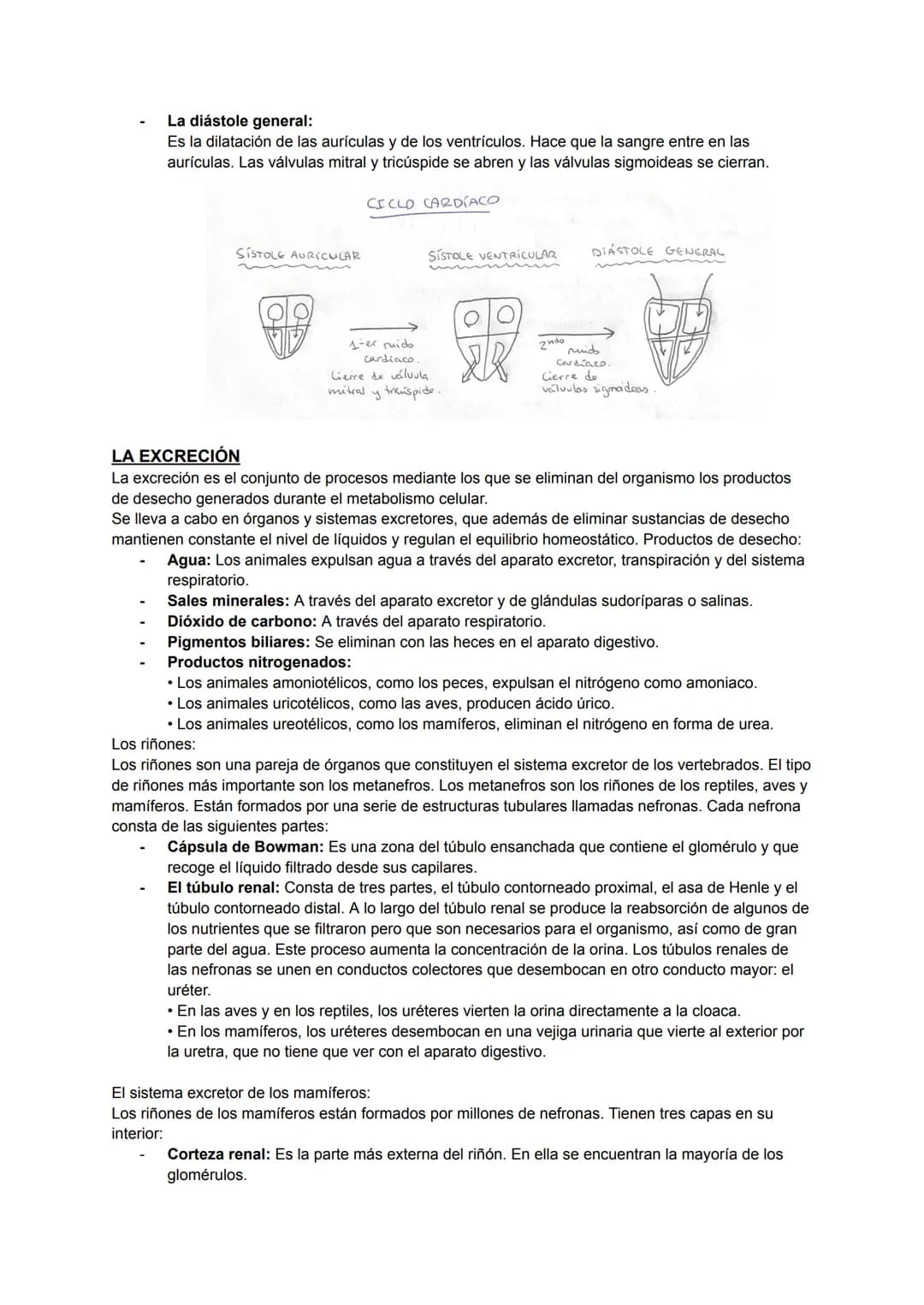 ÍNDICE
NUTRICIÓN:
• Intercambio de materia con el medio.
• Digestión.
• Intercambio de gases.
• Circulación.
• Excreción.
INGESTIÓN:
• Activ