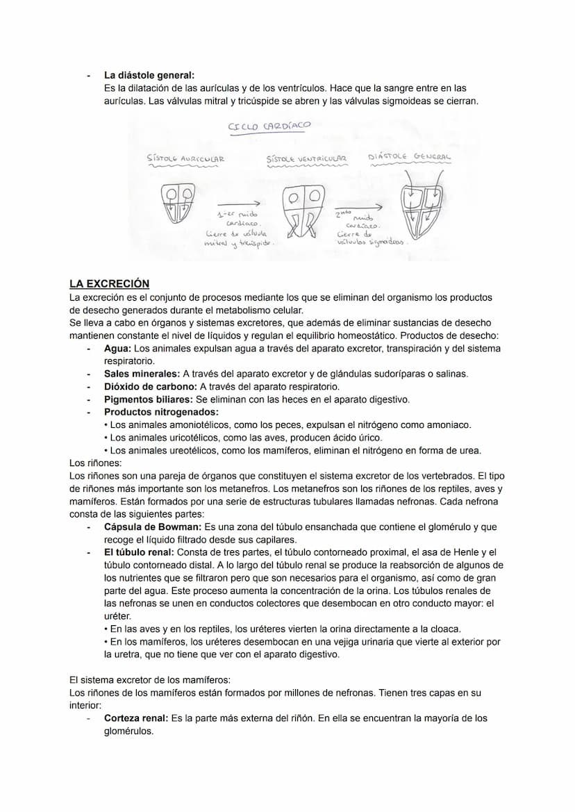 ÍNDICE
NUTRICIÓN:
• Intercambio de materia con el medio.
• Digestión.
• Intercambio de gases.
• Circulación.
• Excreción.
INGESTIÓN:
• Activ