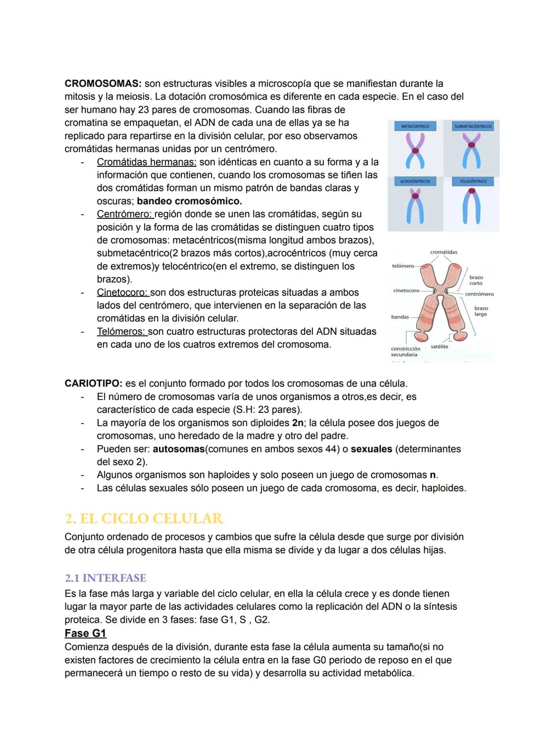 TEMA 6: EL NÚCLEO Y EL CICLO
CELULAR
1.EL NÚCLEO
Es el orgánulo más importante ya que encierra moléculas de ADN que contiene toda la
informa