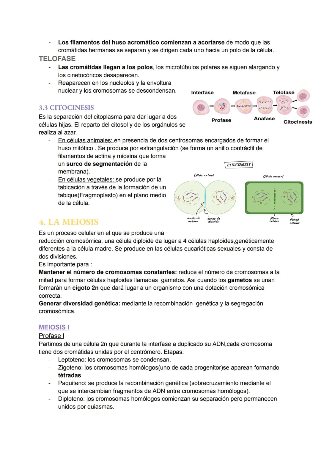 TEMA 6: EL NÚCLEO Y EL CICLO
CELULAR
1.EL NÚCLEO
Es el orgánulo más importante ya que encierra moléculas de ADN que contiene toda la
informa