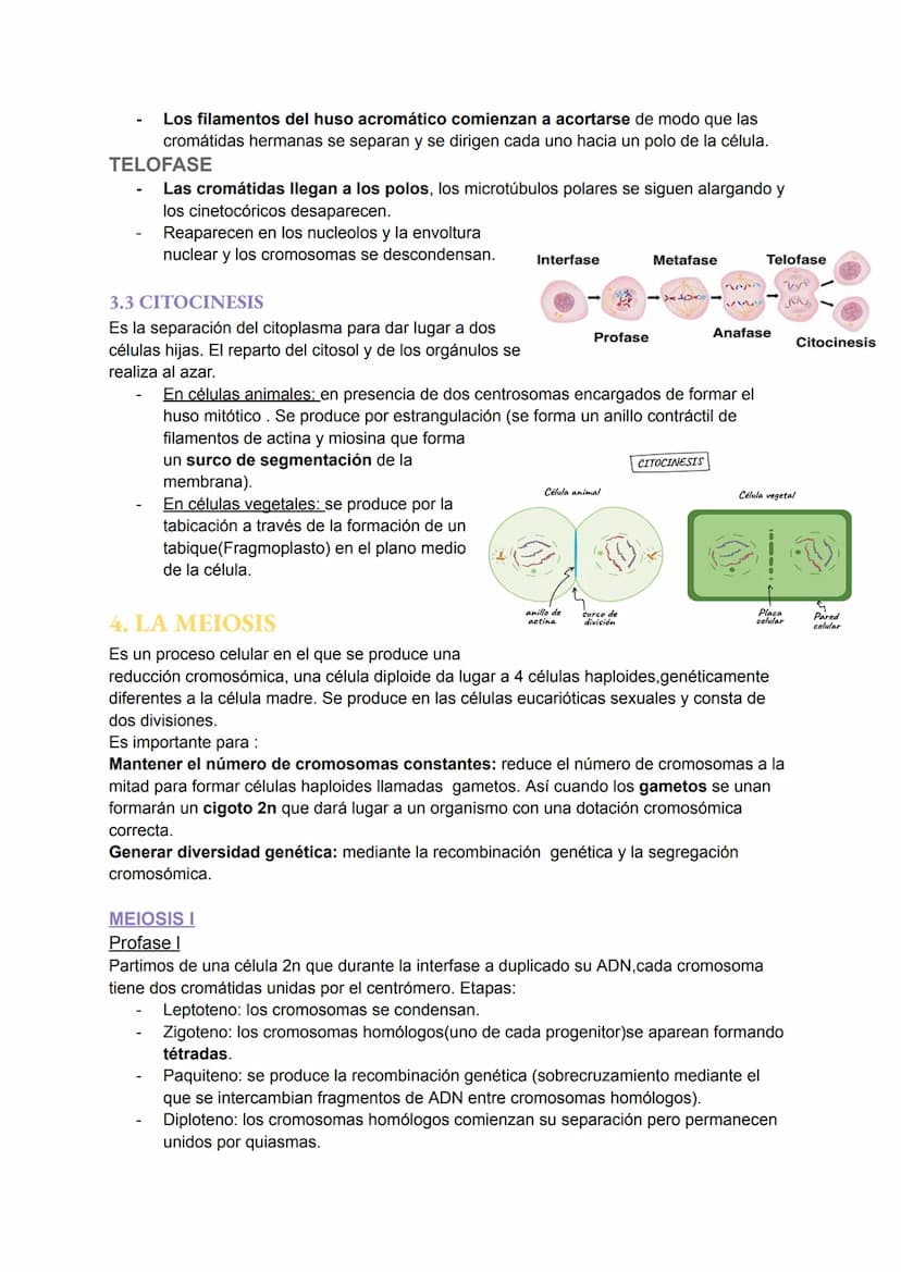 TEMA 6: EL NÚCLEO Y EL CICLO
CELULAR
1.EL NÚCLEO
Es el orgánulo más importante ya que encierra moléculas de ADN que contiene toda la
informa