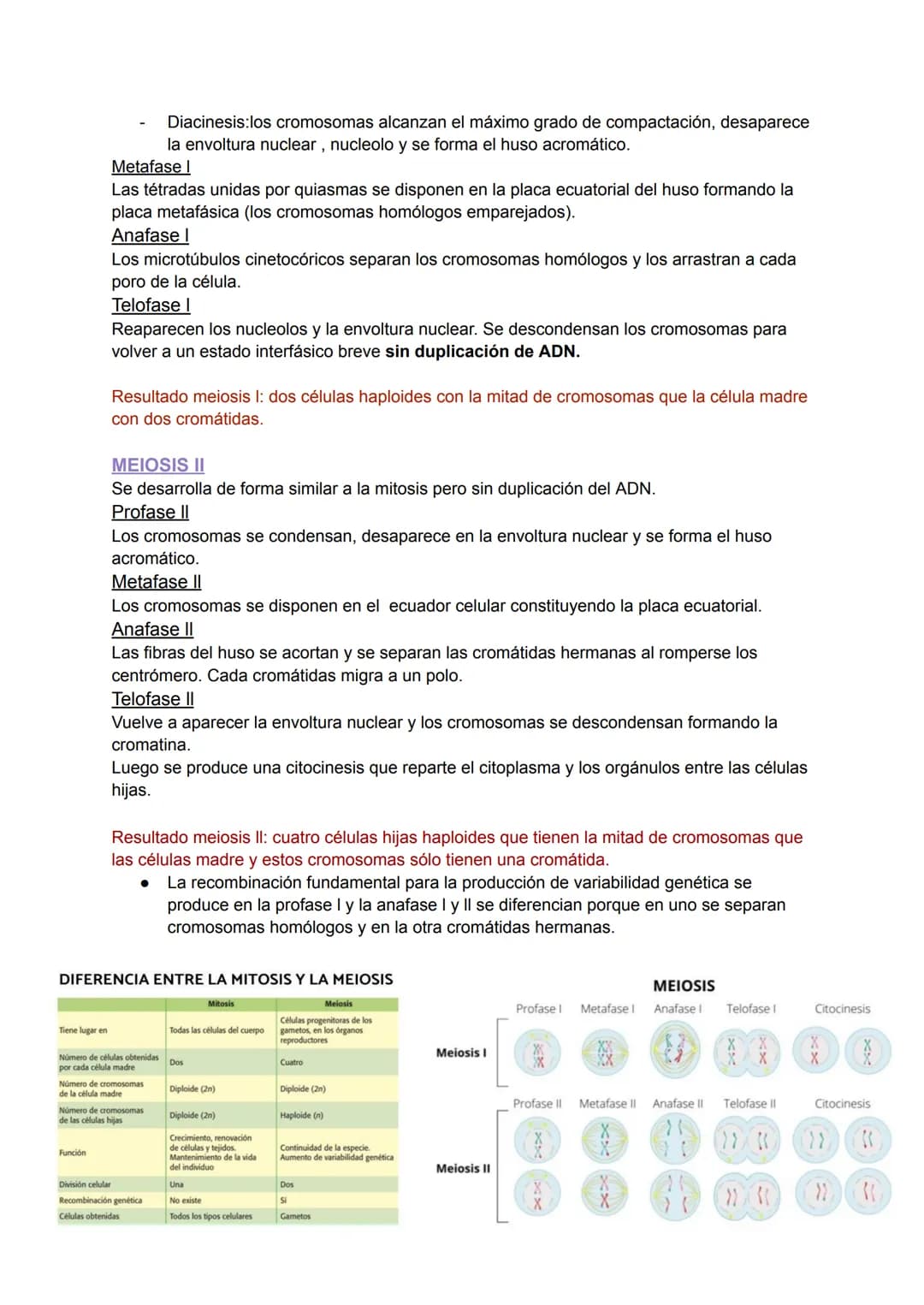 TEMA 6: EL NÚCLEO Y EL CICLO
CELULAR
1.EL NÚCLEO
Es el orgánulo más importante ya que encierra moléculas de ADN que contiene toda la
informa