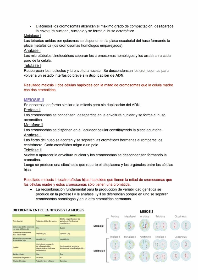 TEMA 6: EL NÚCLEO Y EL CICLO
CELULAR
1.EL NÚCLEO
Es el orgánulo más importante ya que encierra moléculas de ADN que contiene toda la
informa
