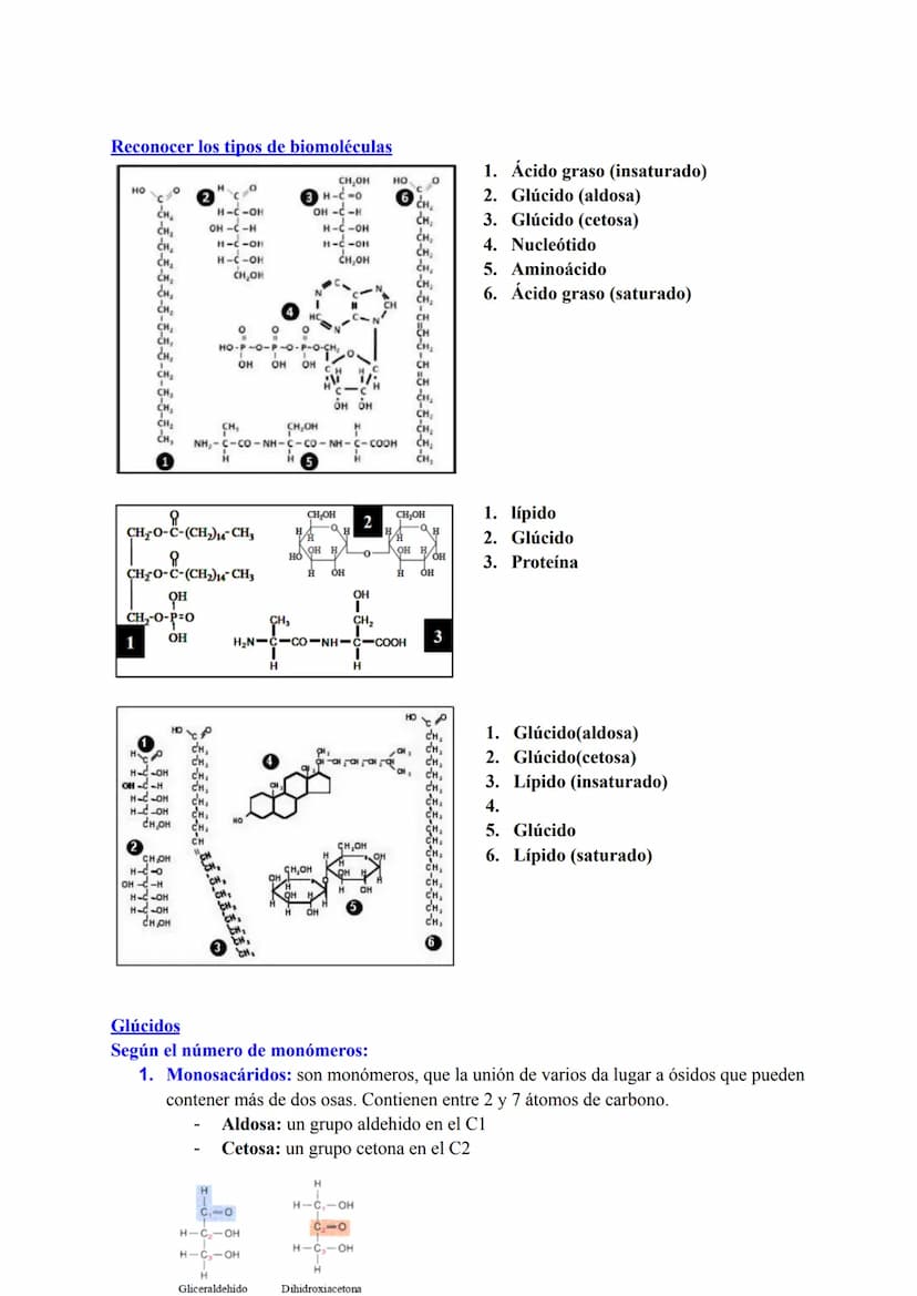 BLOQUE I: LA BASE MOLECULAR Y FISICOQUÍMICA DE LA VIDA
Agua y sales minerales. Tampones y regulación del pH. Ósmosis
1. Funciones del agua q