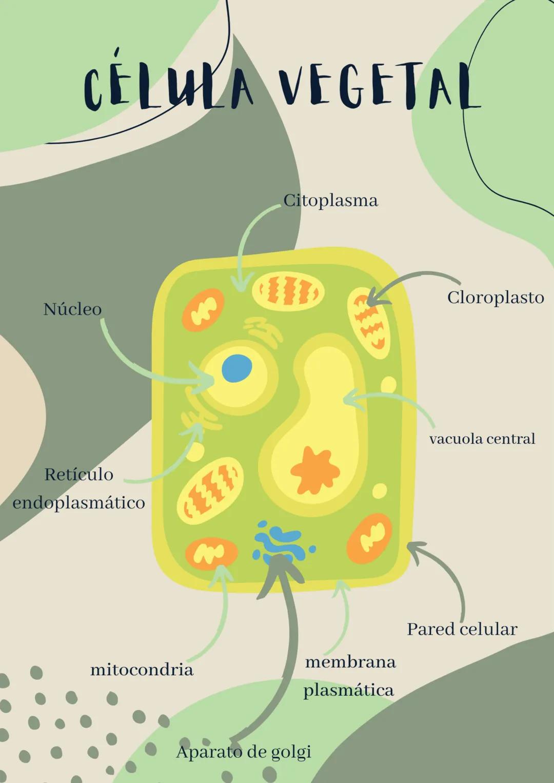 Núcleo

CÉLULA VEGETAL

Retículo
endoplasmático

mitocondria
()
Citoplasma

Cloroplasto

vacuola central

membrana
plasmática

Aparato de go