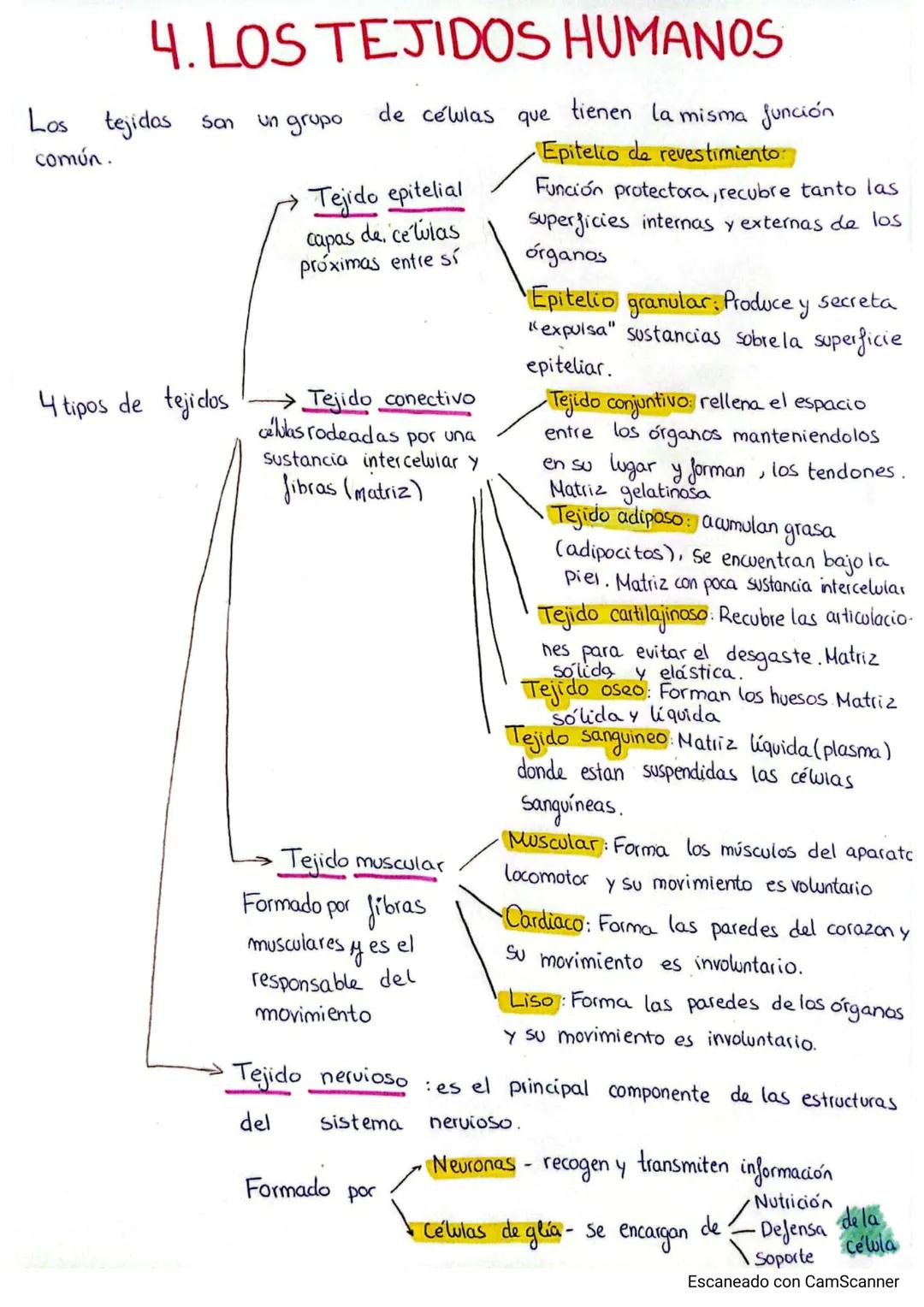 Los tejidos que tenemos los seres humanos 