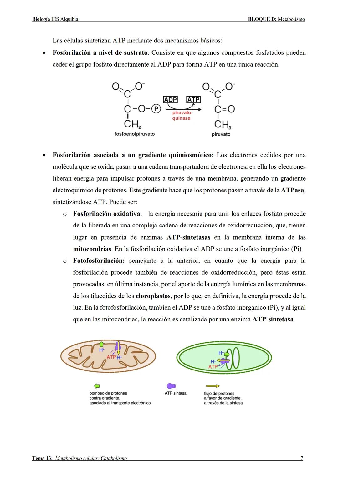 --- OCR Start ---
Biología IES Alquibla
TEMA 13:
METABOLISMO CELULAR:
CATABOLISMO
Tema 13: Metabolismo celular: Catabolismo
BLOQUE D: Metabo