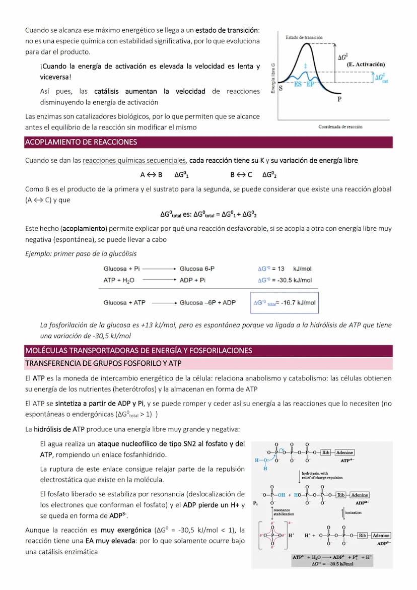 OBTENCIÓN Y CONSUMO DE ENERGÍA EN LOS SISTEMAS BIOLÓGICOS
Los organismos para llevar a cabo los procesos vitales necesitan energía que obtie