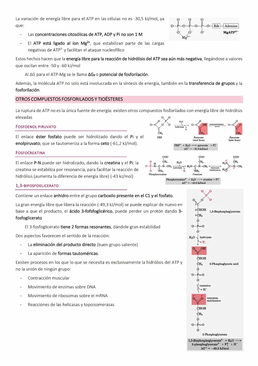 OBTENCIÓN Y CONSUMO DE ENERGÍA EN LOS SISTEMAS BIOLÓGICOS
Los organismos para llevar a cabo los procesos vitales necesitan energía que obtie
