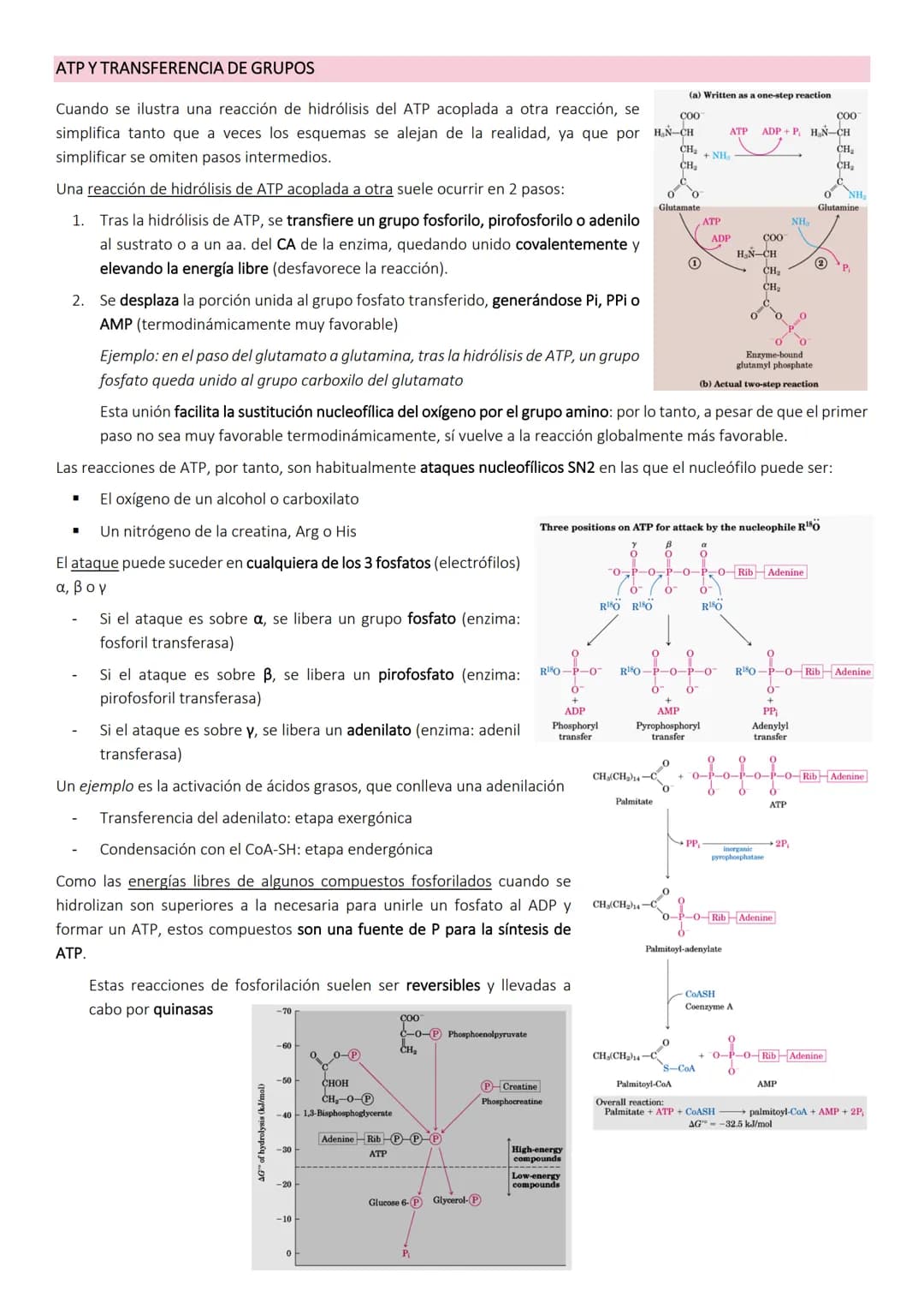 OBTENCIÓN Y CONSUMO DE ENERGÍA EN LOS SISTEMAS BIOLÓGICOS
Los organismos para llevar a cabo los procesos vitales necesitan energía que obtie