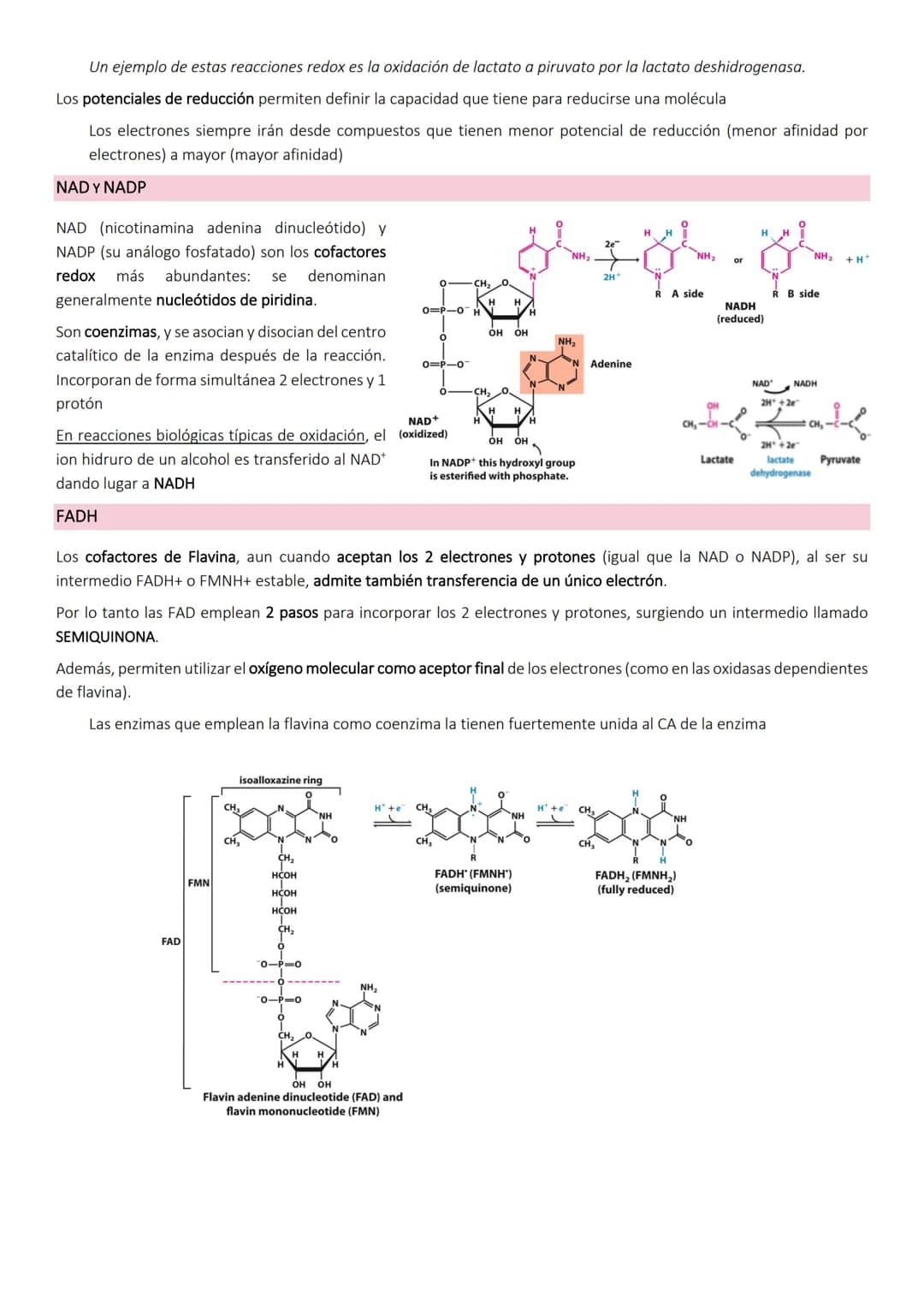 OBTENCIÓN Y CONSUMO DE ENERGÍA EN LOS SISTEMAS BIOLÓGICOS
Los organismos para llevar a cabo los procesos vitales necesitan energía que obtie