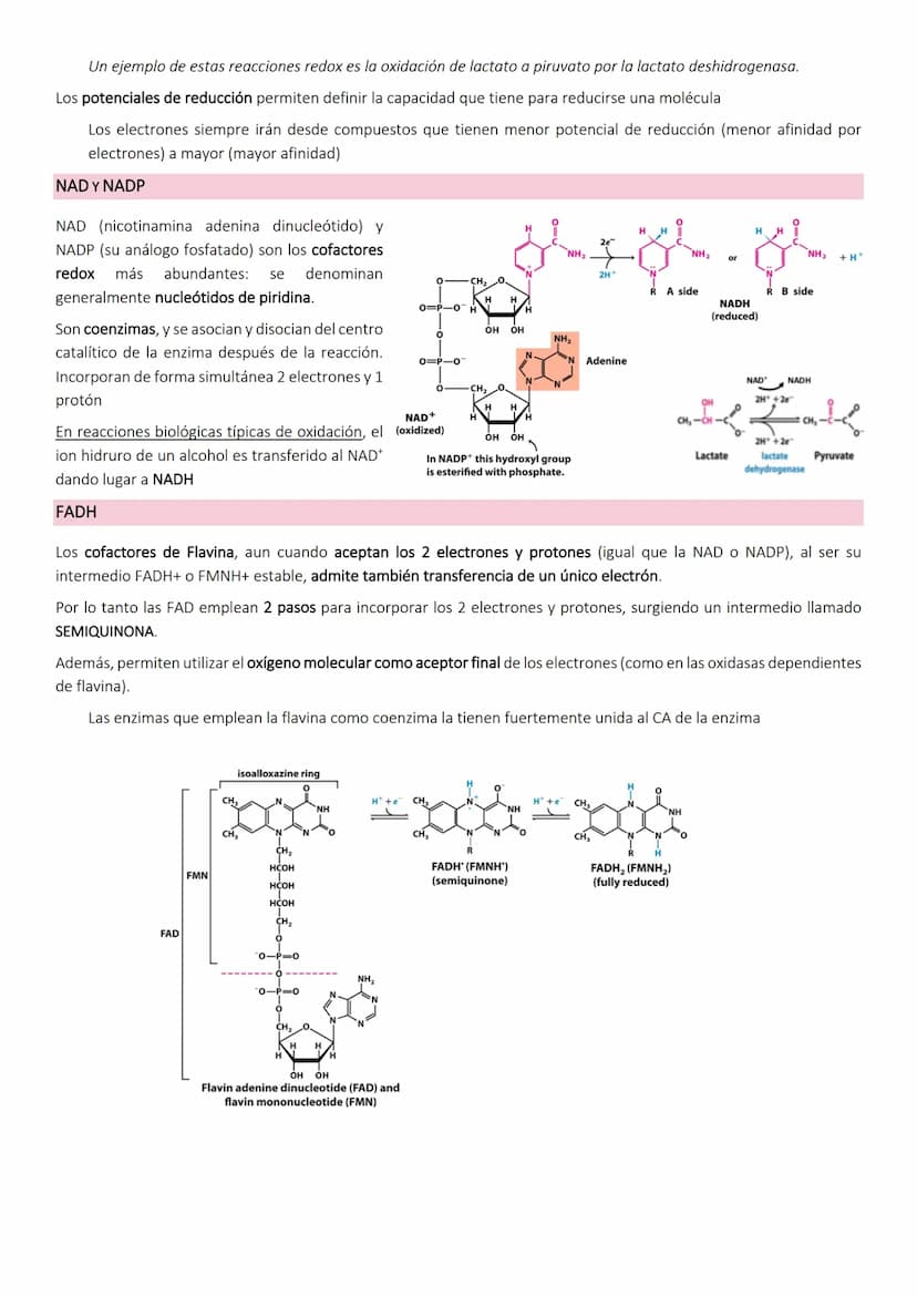 OBTENCIÓN Y CONSUMO DE ENERGÍA EN LOS SISTEMAS BIOLÓGICOS
Los organismos para llevar a cabo los procesos vitales necesitan energía que obtie