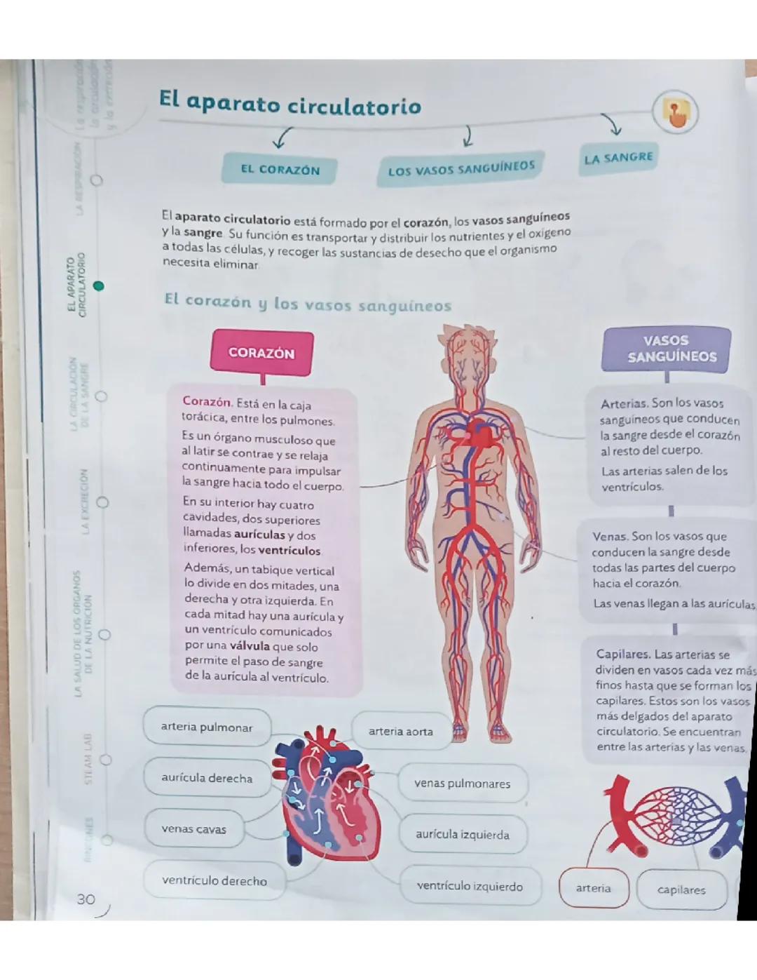 El sistema circulatorio y su función esencial