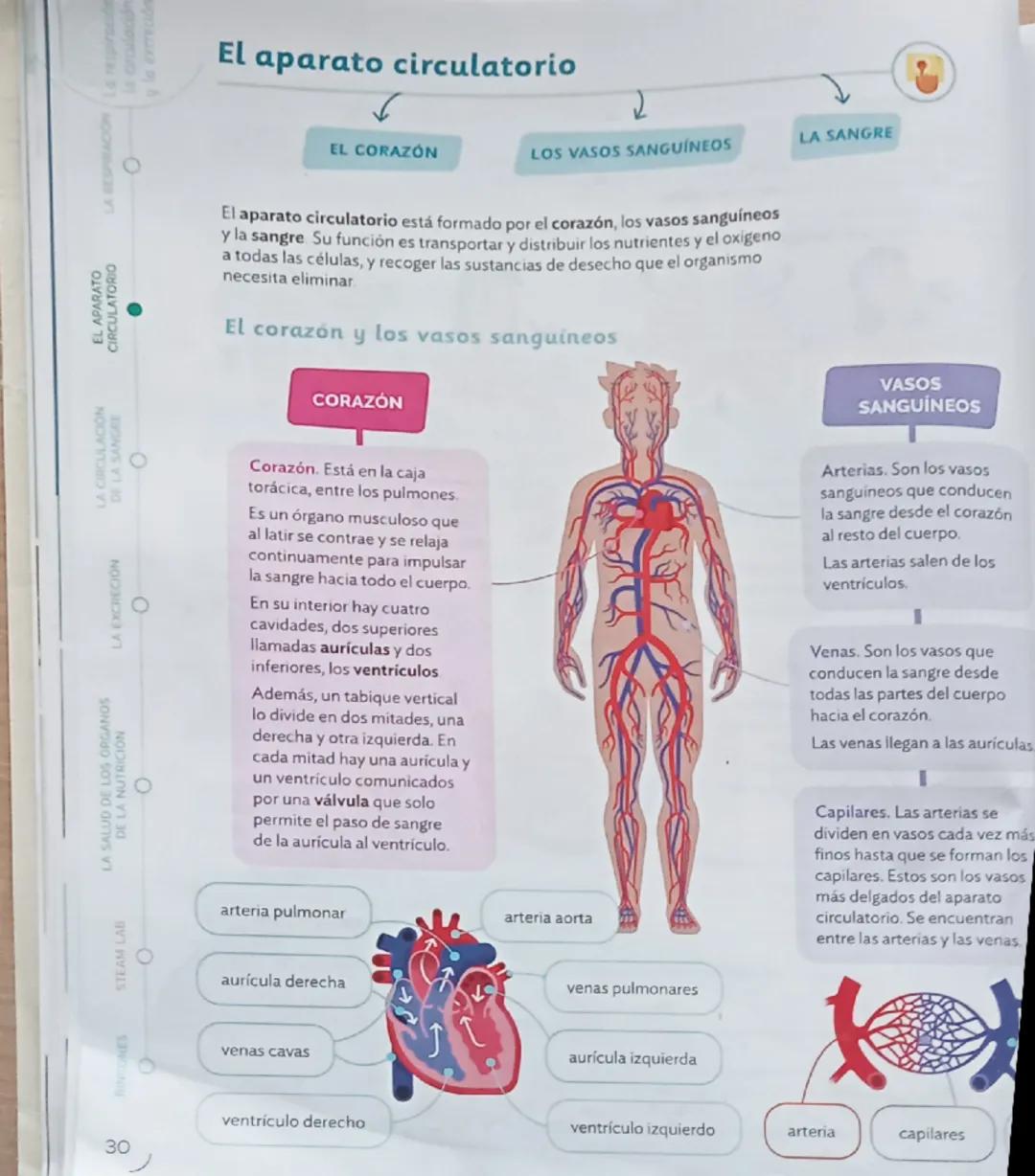 La respiraci
a crculación
y la excreción
0
NOOVIME Y
EL APARATO
CIRCULATORIO
•
STEAM LAB
DE LA NU
O
LA SALUD DEN
LA CIRCULACION
LA EXCRECIÓN