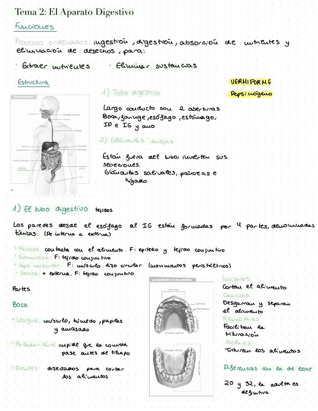 # ANATOMÍA

Tubercle
of Lower

Inf: V.
cava

Bristle passed through
right auriculo ventricular opening. Tema 2: El Aparato Digestivo

Funcio