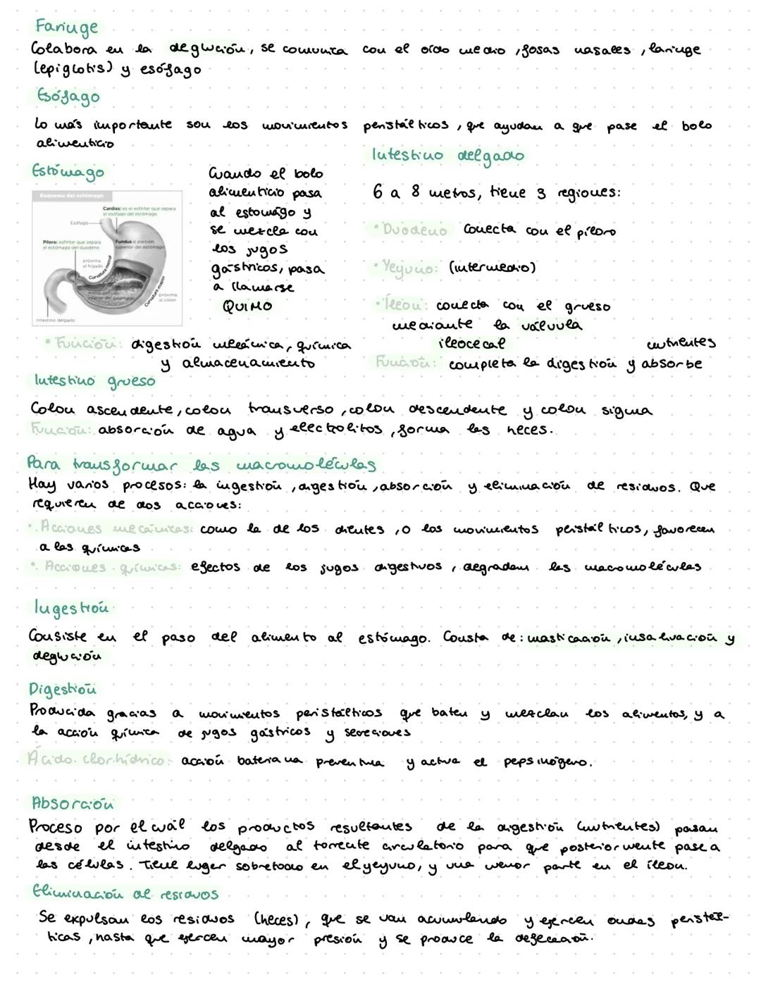 # ANATOMÍA

Tubercle
of Lower

Inf: V.
cava

Bristle passed through
right auriculo ventricular opening. Tema 2: El Aparato Digestivo

Funcio