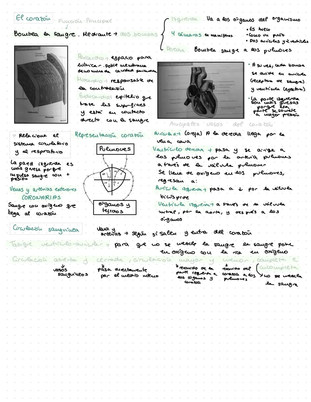 # ANATOMÍA

Tubercle
of Lower

Inf: V.
cava

Bristle passed through
right auriculo ventricular opening. Tema 2: El Aparato Digestivo

Funcio