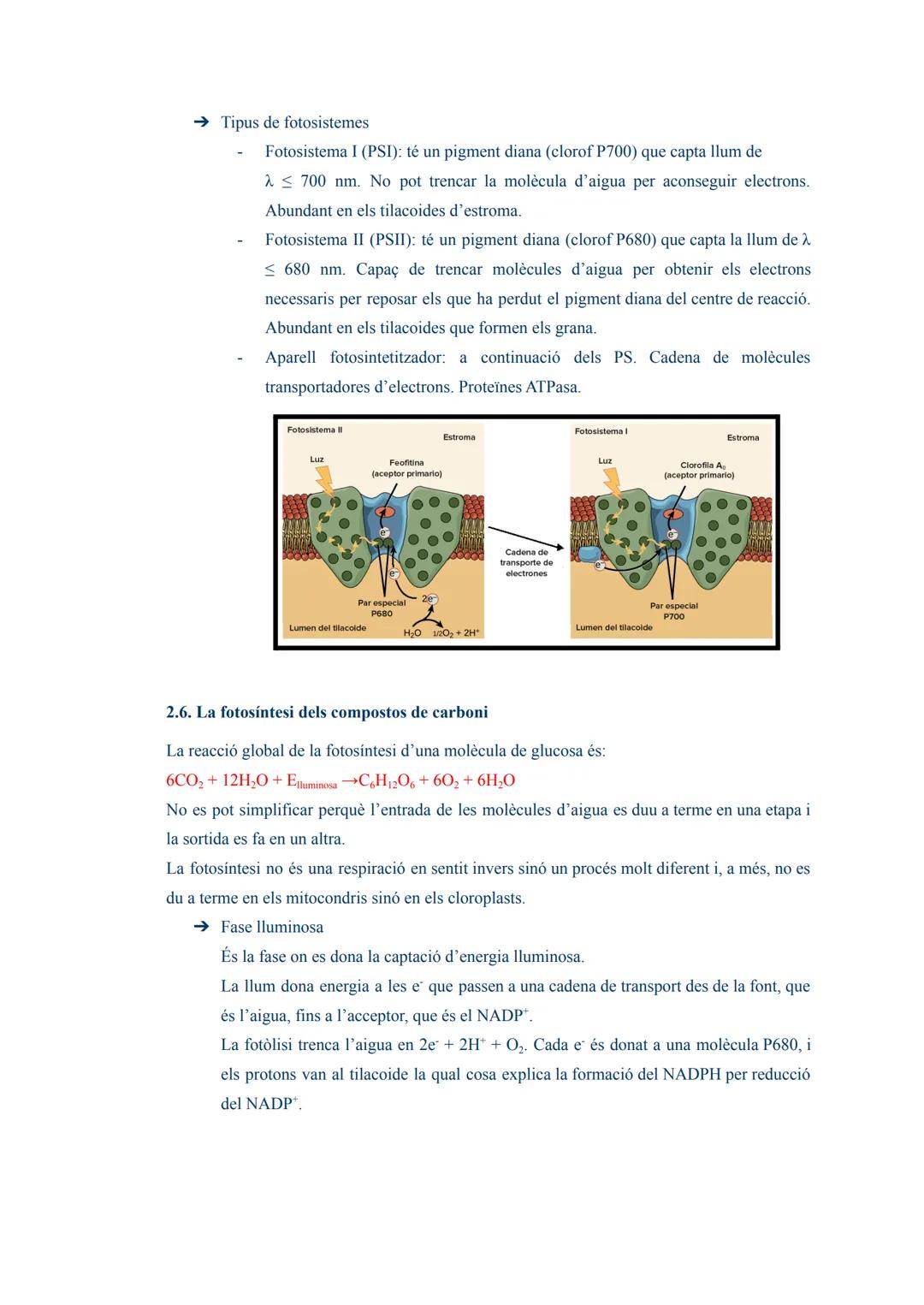 # TEMA 03: L'ANABOLISME AUTÒTROF

1. L'anabolisme

És una via constructiva del metabolisme en la que es sintetitzen molècules complexes a pa