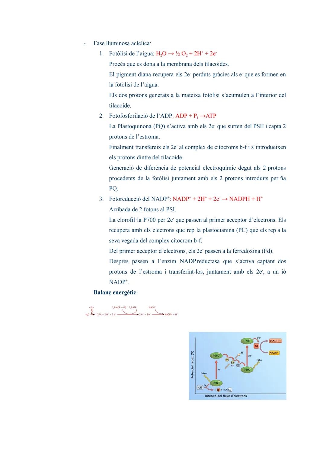 # TEMA 03: L'ANABOLISME AUTÒTROF

1. L'anabolisme

És una via constructiva del metabolisme en la que es sintetitzen molècules complexes a pa