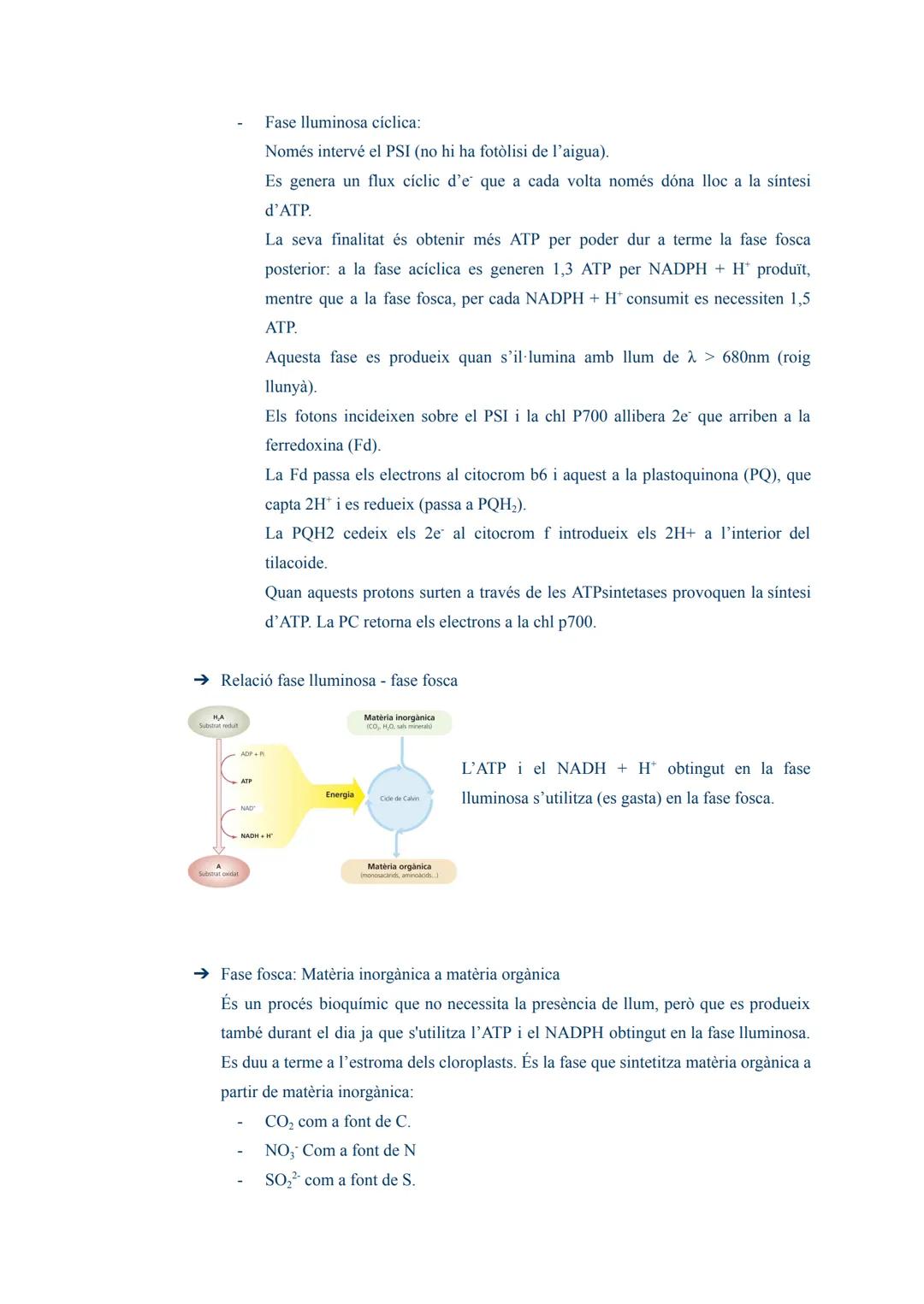 # TEMA 03: L'ANABOLISME AUTÒTROF

1. L'anabolisme

És una via constructiva del metabolisme en la que es sintetitzen molècules complexes a pa