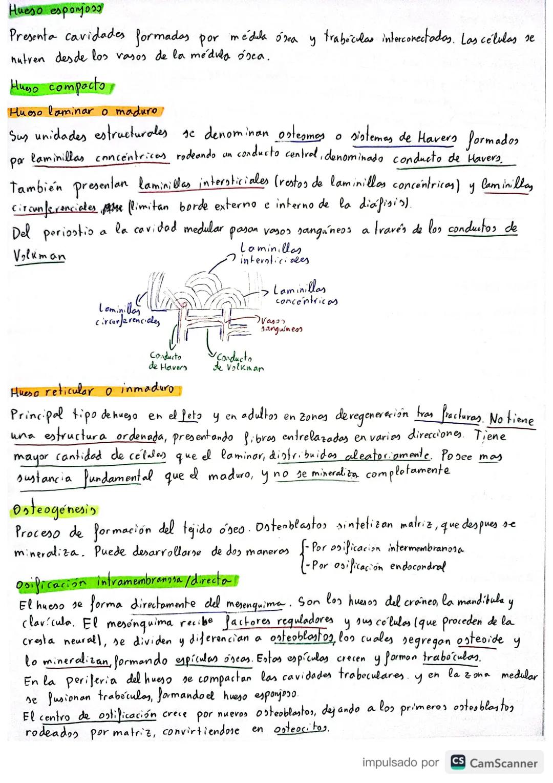 TEMA 19: Tejido cartilaginoso y srea
Tejido cartilaginooo
Tejido de soporte con estructura semirígida ->Malriz firme y flexible. Es el princ