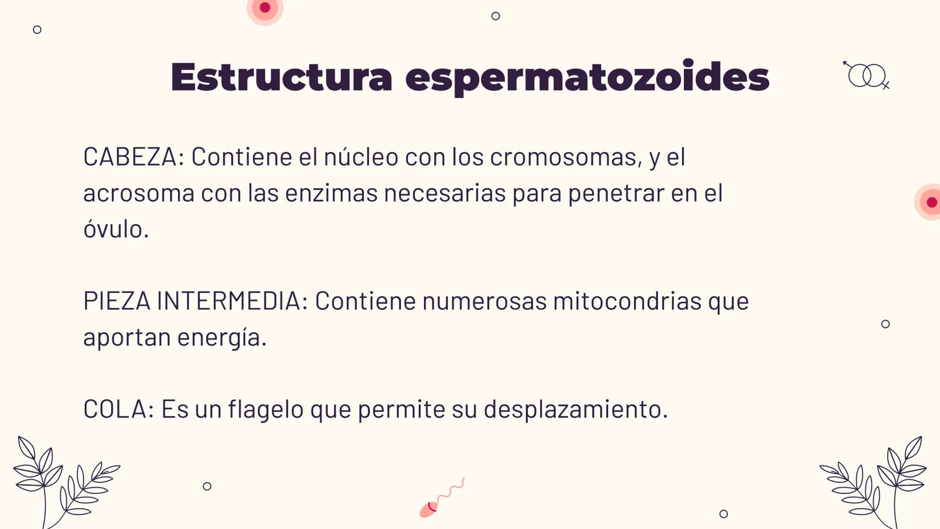 O
TEMA 6: REPRODUCCIÓN
HUMANA Y SEXUALIDAD
Yaiza García García
Xx
O
an
O
Q O
INDICE
O
1. APARATO REPRODUCTOR MASCULINO
- ESTRUCTURA
- PUBERT