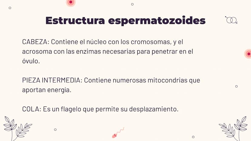 O
TEMA 6: REPRODUCCIÓN
HUMANA Y SEXUALIDAD
Yaiza García García
Xx
O
an
O
Q O
INDICE
O
1. APARATO REPRODUCTOR MASCULINO
- ESTRUCTURA
- PUBERT