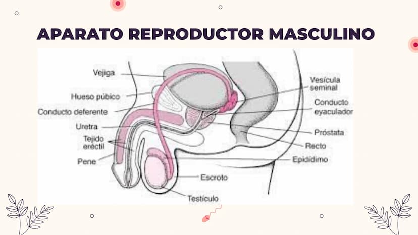O
TEMA 6: REPRODUCCIÓN
HUMANA Y SEXUALIDAD
Yaiza García García
Xx
O
an
O
Q O
INDICE
O
1. APARATO REPRODUCTOR MASCULINO
- ESTRUCTURA
- PUBERT