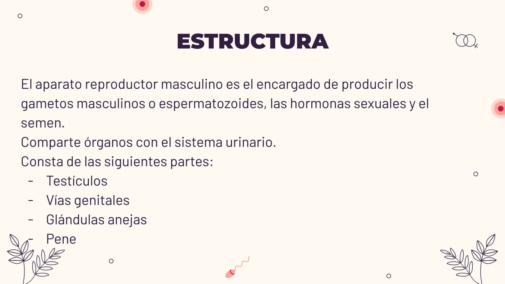 O
TEMA 6: REPRODUCCIÓN
HUMANA Y SEXUALIDAD
Yaiza García García
Xx
O
an
O
Q O
INDICE
O
1. APARATO REPRODUCTOR MASCULINO
- ESTRUCTURA
- PUBERT