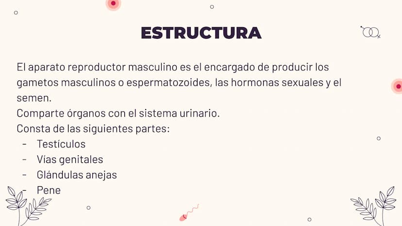 O
TEMA 6: REPRODUCCIÓN
HUMANA Y SEXUALIDAD
Yaiza García García
Xx
O
an
O
Q O
INDICE
O
1. APARATO REPRODUCTOR MASCULINO
- ESTRUCTURA
- PUBERT