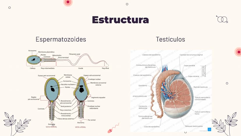 O
TEMA 6: REPRODUCCIÓN
HUMANA Y SEXUALIDAD
Yaiza García García
Xx
O
an
O
Q O
INDICE
O
1. APARATO REPRODUCTOR MASCULINO
- ESTRUCTURA
- PUBERT